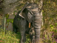 Elephant-2375-Cedar1