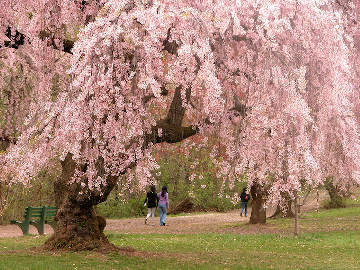 Newark_cherry_blossoms
