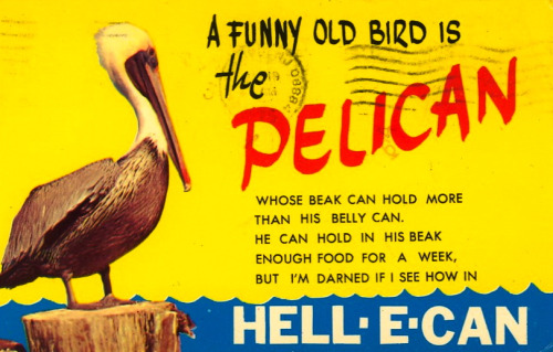 Pelican postcard